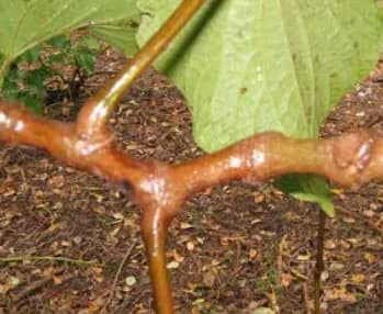 Ahouia noble kava cultivar from Vanuatu — strong potency