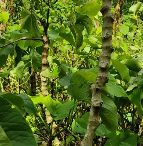 Bir Kar noble kava cultivar from Vanuatu — moderate potency