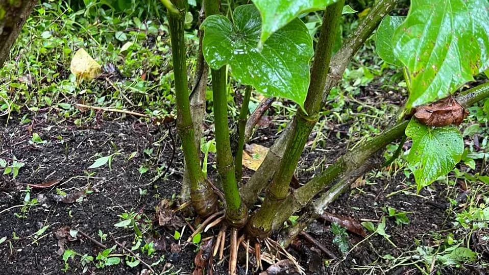 Noble kava root being sorted and weighed at a Pacific Island facility — the farmgate stage of the wholesale kava cost stack