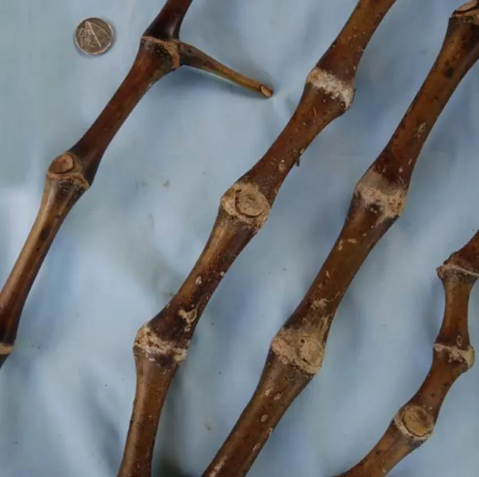 Damu noble kava cultivar from Fiji — strong potency