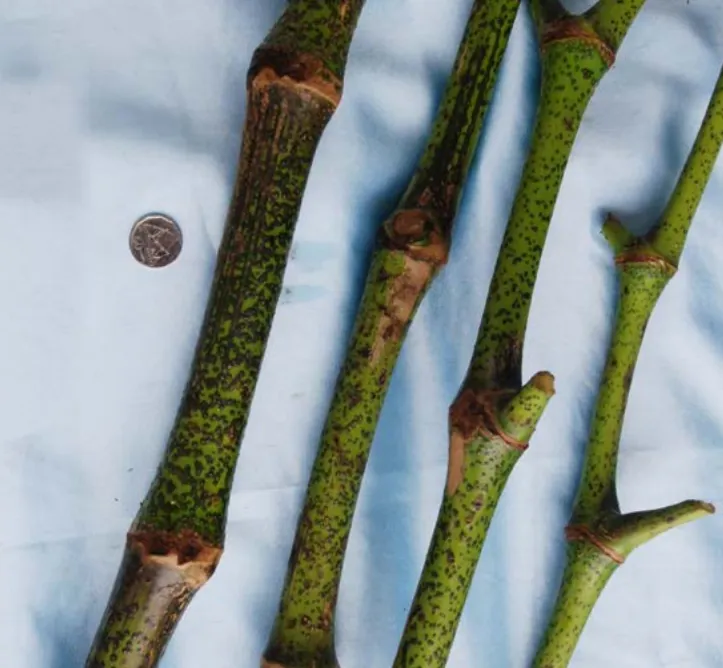 Dokobana Vula kava cultivar