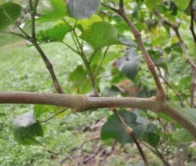 Gorgor noble kava cultivar from Vanuatu — strong potency