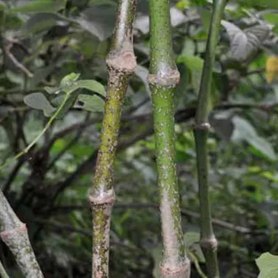 Kelai noble kava cultivar from Vanuatu — moderate potency