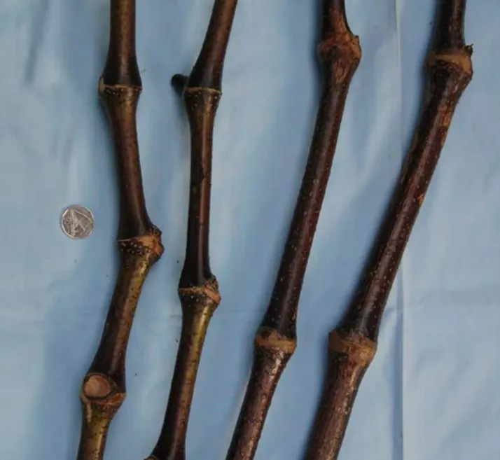 Loa Kasa Balavu kava cultivar