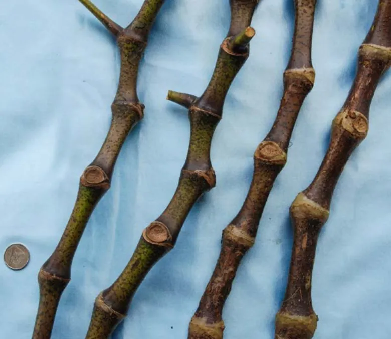 Loa Kasa Leka noble kava cultivar from Fiji — very strong potency