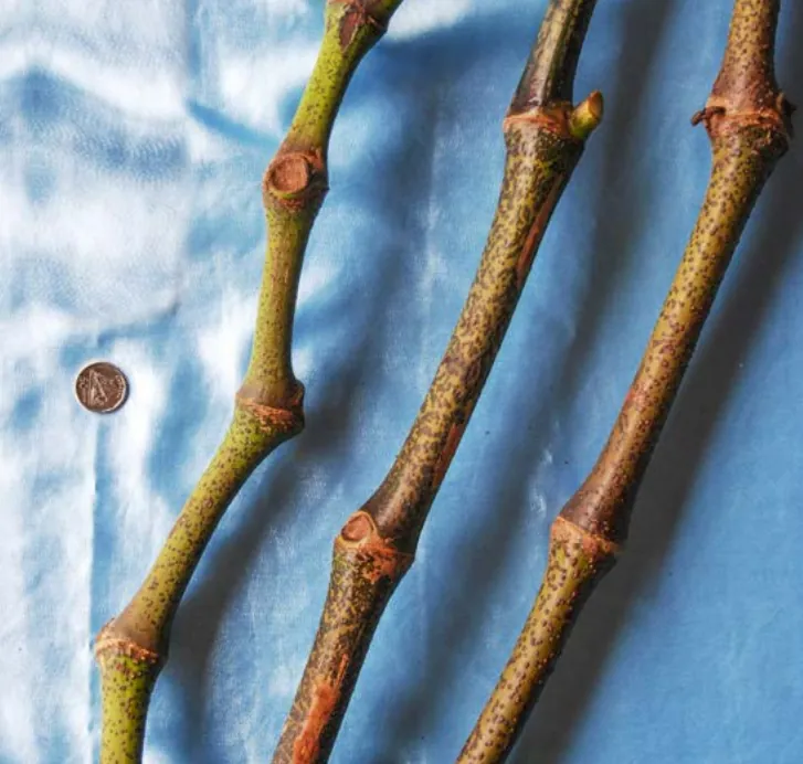Matakaro Balavu noble kava cultivar from Fiji — strong potency