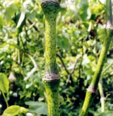 Melomelo kava cultivar