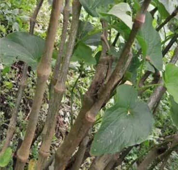 Palarasul noble kava cultivar from Vanuatu — very strong potency