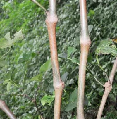 Palasa noble kava cultivar from Vanuatu — strong potency