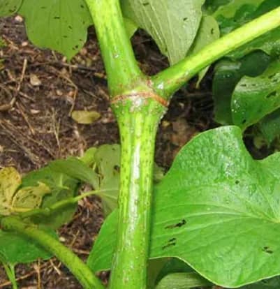 Pia noble kava cultivar from Vanuatu — strong potency