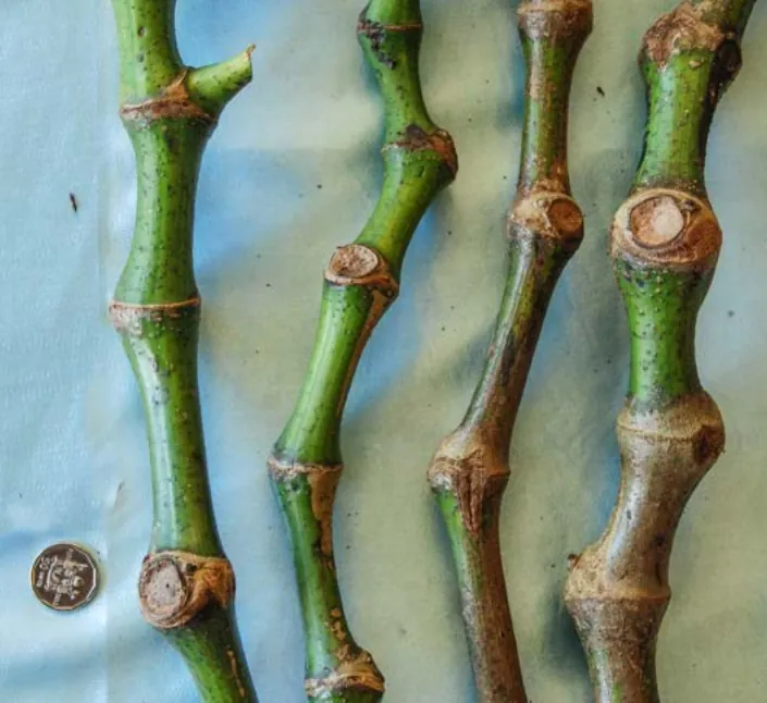 Qila Leka noble kava cultivar from Fiji — moderate potency