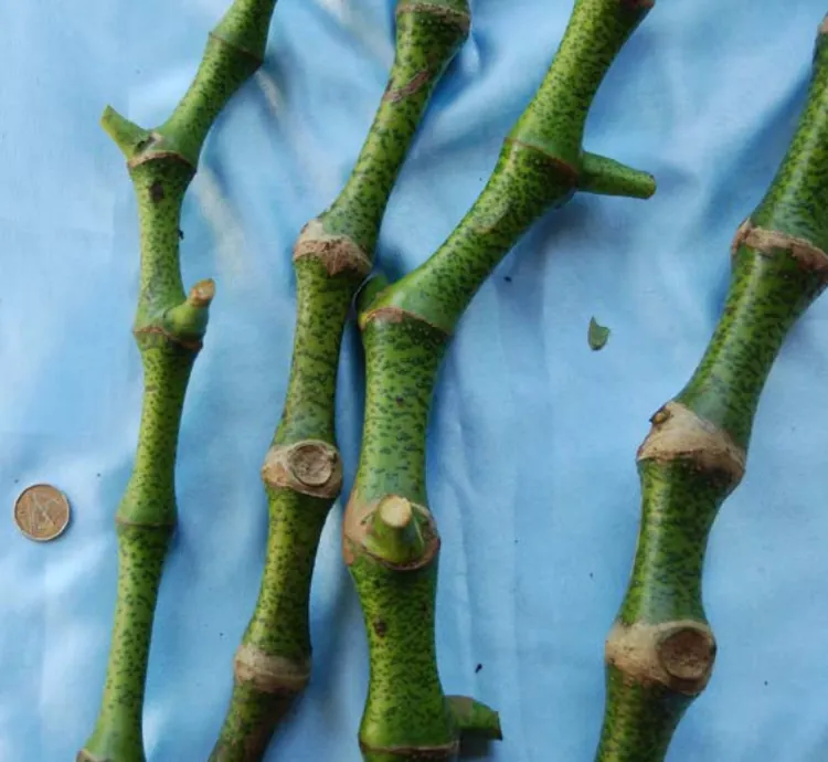 Vula Kasa Balavu noble kava cultivar from Fiji — moderate potency