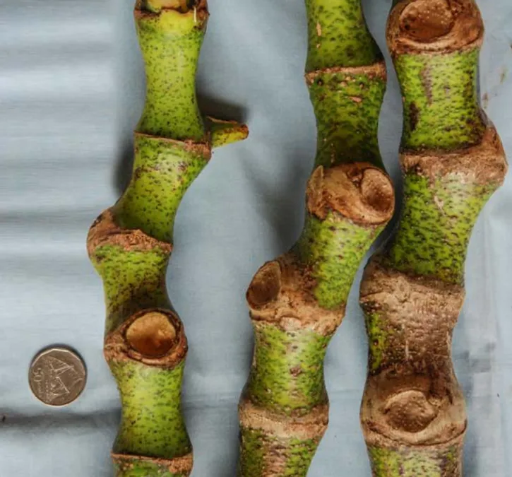 Vula Kasa Leka kava cultivar
