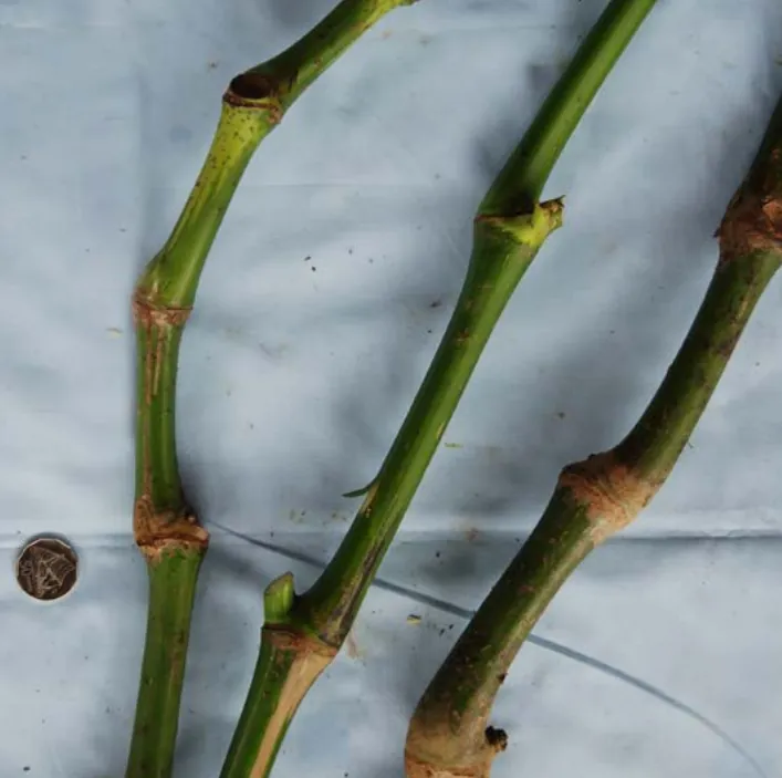Yalu noble kava cultivar from Fiji — moderate potency