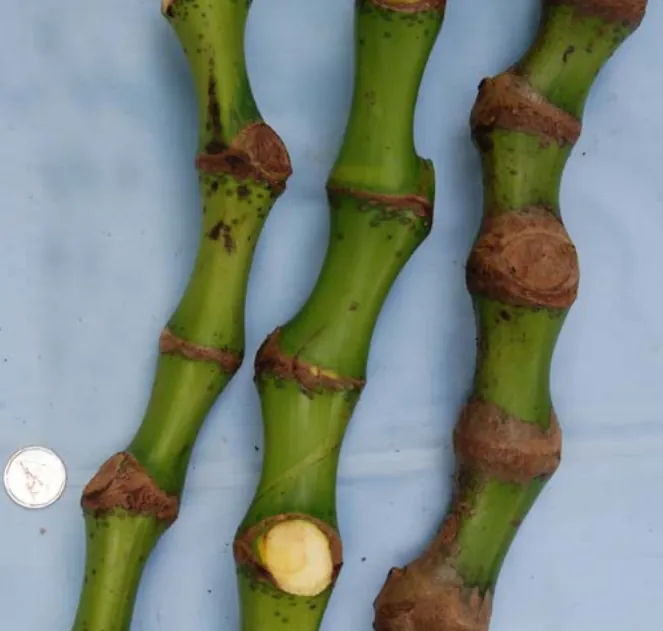 Yonolulu noble kava cultivar from Fiji — moderate potency