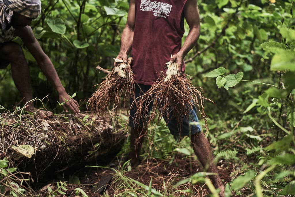 Kavain kava harvesting and dehydration facility in Fiji — root processing and preparation