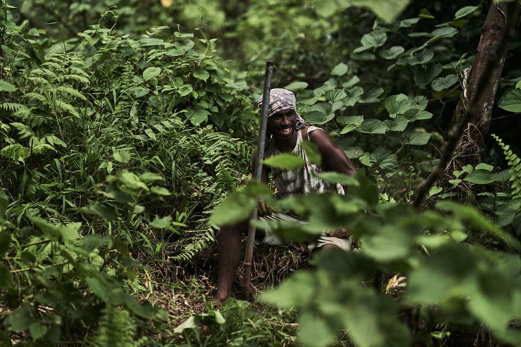 Kava farming in Fiji and Vanuatu, the two largest Pacific Island kava exporters