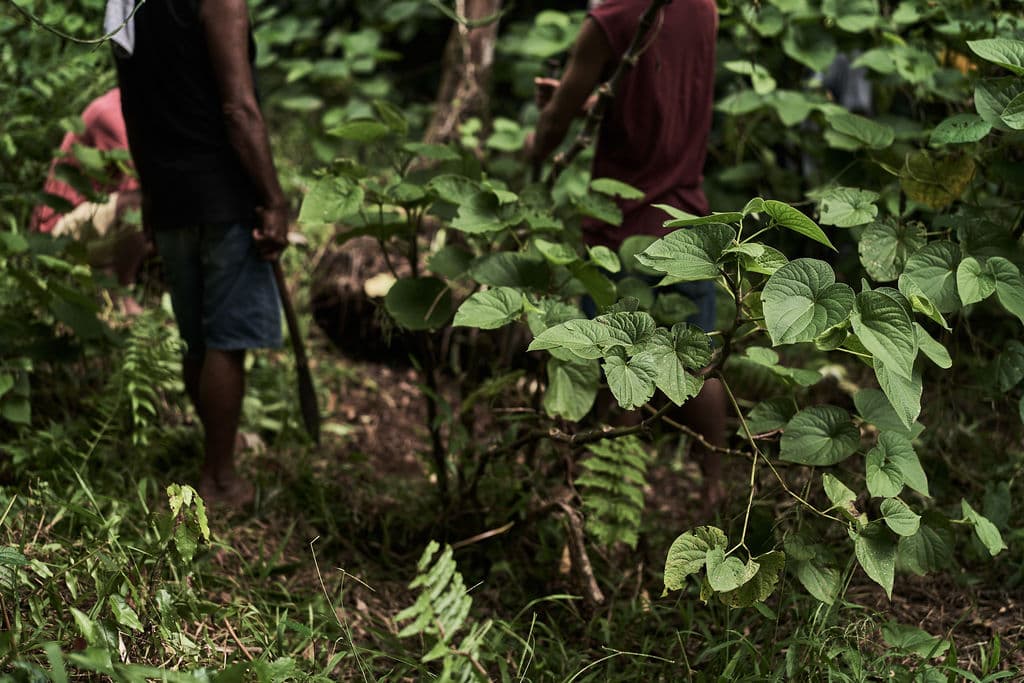 House of Kava products