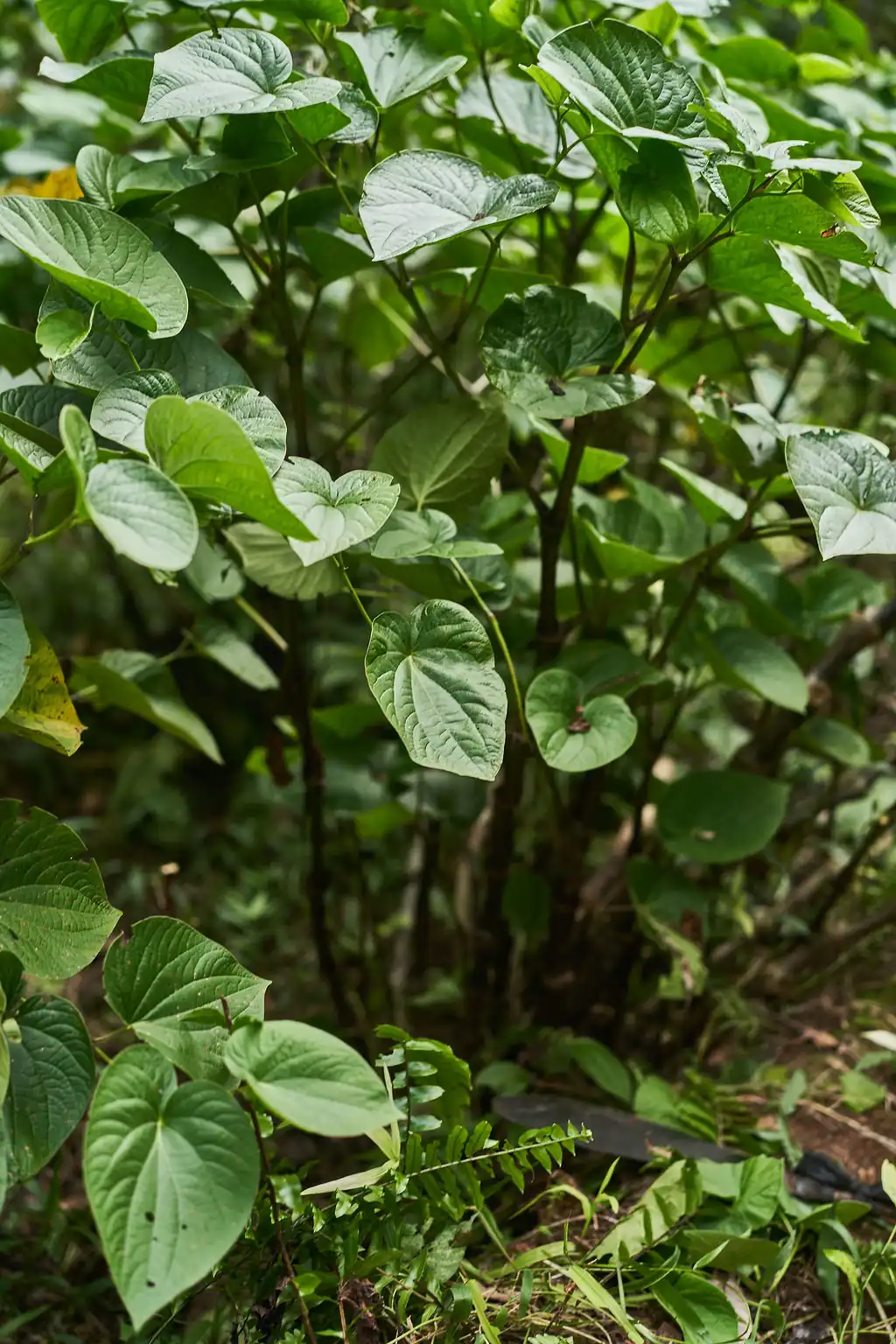 Kava plant with heart-shaped leaves